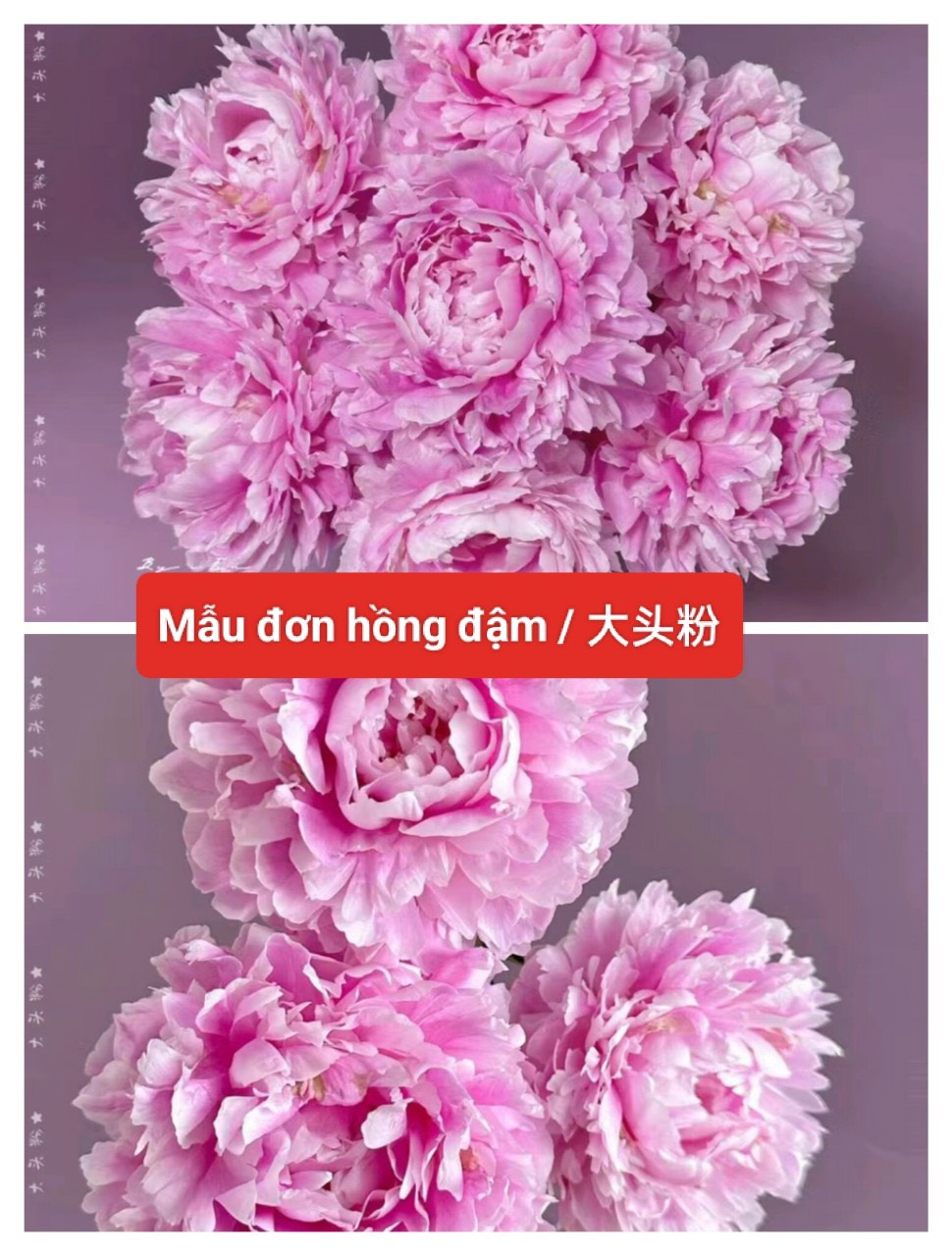 Hoa Mẫu đơn hồng đậm